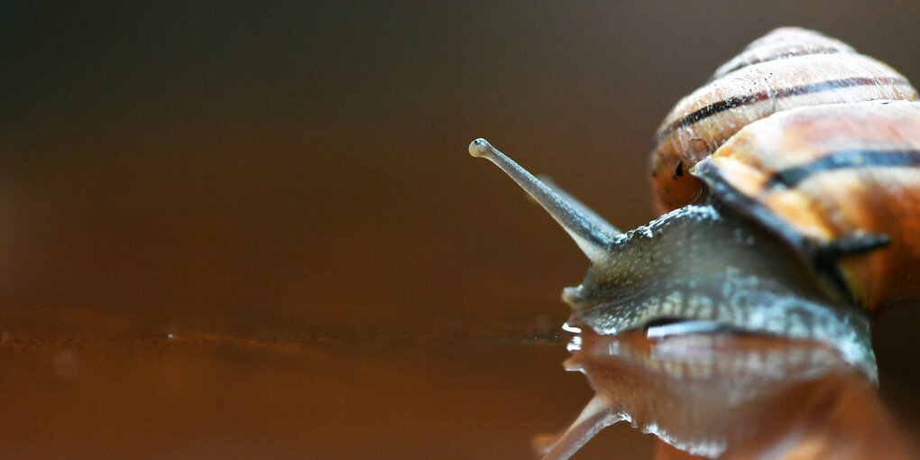 Schnecke mit Haus