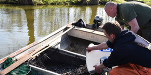 Fischer laden Aale in ein Boot