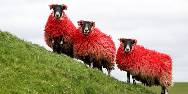 Zwei rot angemalt Schafe auf einer Wiese