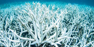 Unterwasser nur bleiche Korallen