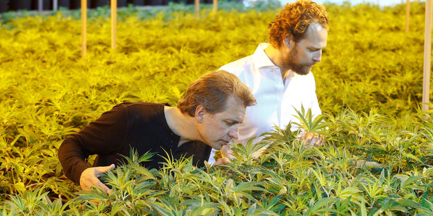Zwei Männer stehen inmitten von Cannabispflanzen, einer schnüffelt an den Blüten