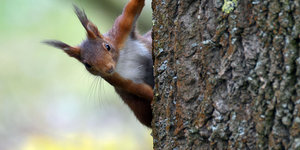 Ein Eichhörnchen klammert sich an die Rinde eines Baums