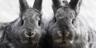 Zwei graue Kaninchen