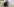 Ein Hund