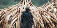 Ein Mann in schwarzer Kleidung hält ein Gewähr in der Hand, im Hintergrund ein riesiger Berg von Elefantenstoßzähnen