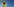 Eine Sonnenblume vor blauem Himmel