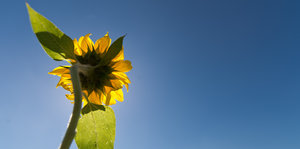 Eine Sonnenblume vor blauem Himmel
