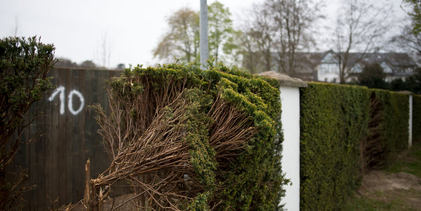 Eine zerstörte Hecke