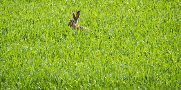 Ein Hase allein in mittelhohem Gras