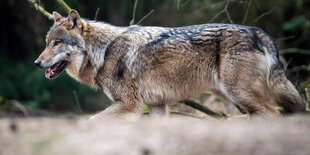 Wolf läuft durch Wildpark