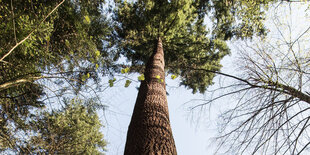 Ein sehr hoher Baum