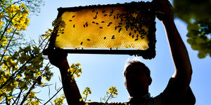 Imker betrachtet Wabe mit Bienen