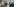Junge Frau auf Kuhweide, junger Mann neben Auto