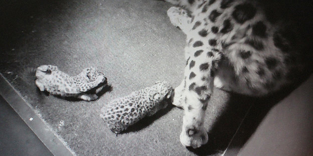 Armurleopardin mit zwei Jungtieren