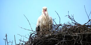 Storch im Nest