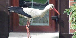Storch Ronny