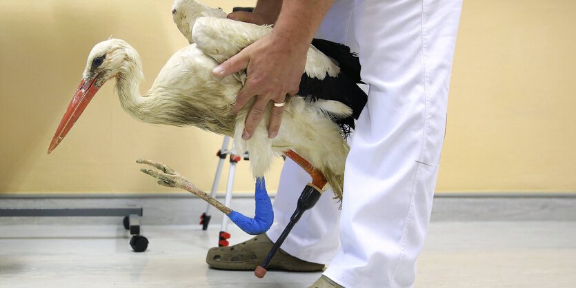 Storch mit Prothese