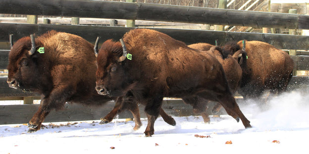 Bisons rennen über einen verschneiten Boden. Im Hintergrund ist ein hoher Holzzaun.