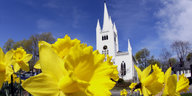 Gelbe Narzissen vor einer weißen Kirche