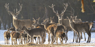 Eine Familie Hirsche