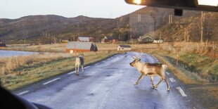 Rentiere laufen über die Straße. Blick aus dem Auto