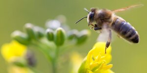 Eine Biene fliegt eine Rapsblüte an