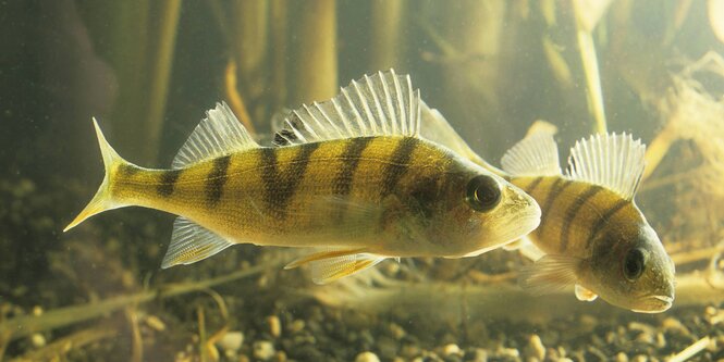 Flussbarsche (Perca fluviatilis)