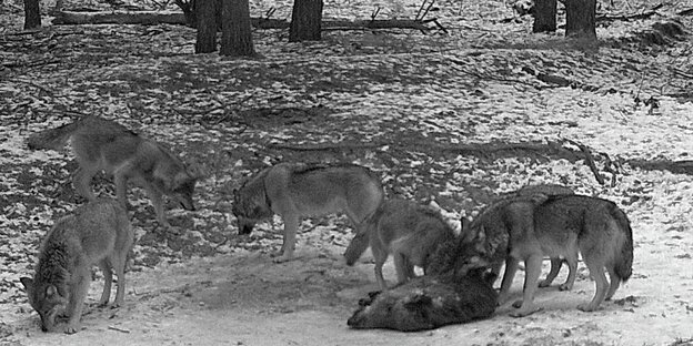 Ein Wolfsrudel frisst ein ein totes Wildschwein auf einer Waldlichtung.
