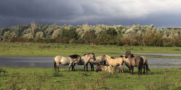 Koniks-Herde im Naturschutzgebiet Oostvaardersplassen