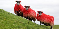 Drei rot gefärbte Schafe an einem Wiesenhang