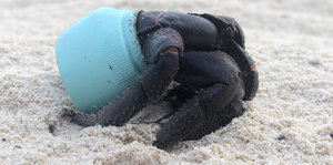 Eine Krabbe verkriecht sich lieber in ein Stück angespülten Müll