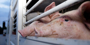 Schweine in einem Viehtransporter