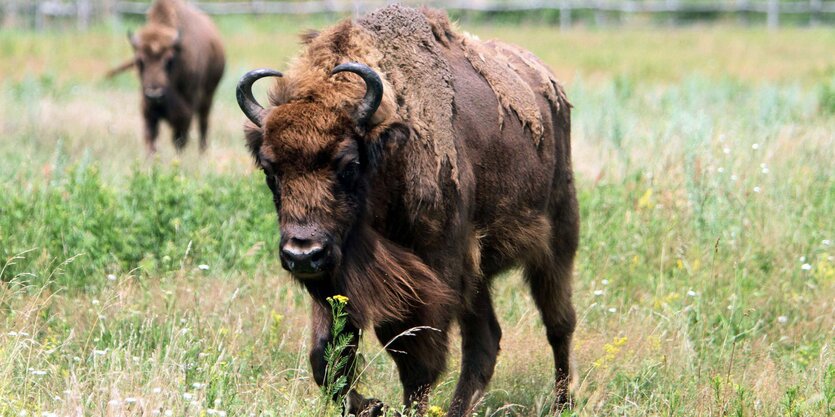 Ein Wisent auf einer Wiese.