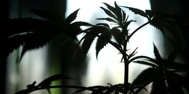 Eine Marijuana-Pflanze in Nahaufnahme