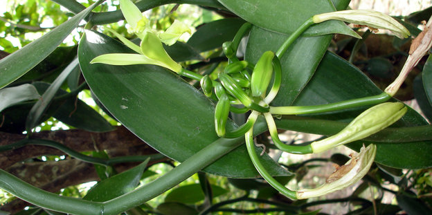 Die Blüte einer Vanille-Pflanze