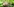 eine Schnecke kriecht über grüne Blätter