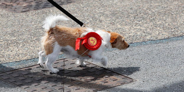 Ein kleiner Hund an einer Leine trägt die rot-gelbe Wahplakette der Labour-Party