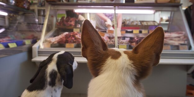 Zwei Hunde vor einem Verkaufsthresen mit Tierfutter