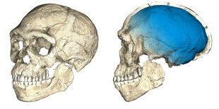 3-D-Animation des Schädels eines frühen Homo sapiens