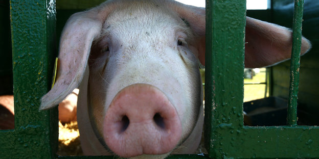 Ein Schwein guckt durch Gitterstäbe