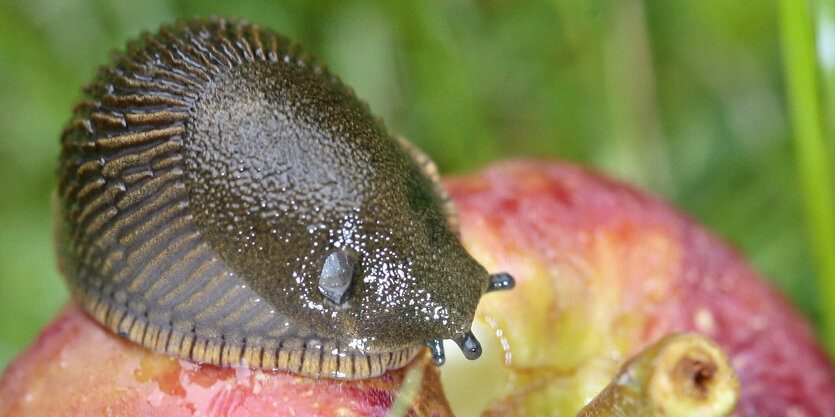 Eine Nacktschnecke auf einem Apfel