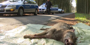 überfahrener toter Wolf auf einer Plastikplane neben dem Straßenrand. Polizeiautos stehen auf der Straße