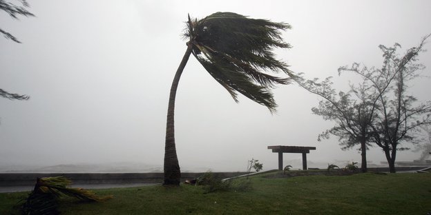 eine vom Sturm gebeugte Palme auf einem Uferstreifen