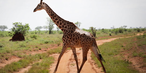 Eine Giraffe steht in einem Nationalpark in Kenia
