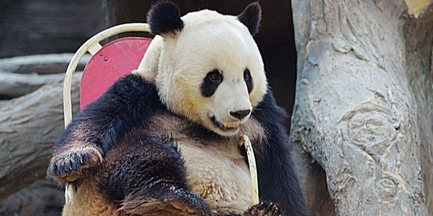 ein Pandabär auf einem roten Stuhl in einem Gehege sitzend
