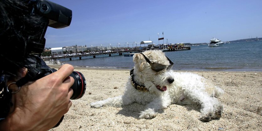 Hund am Strand