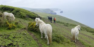 Wanderer und Pferde