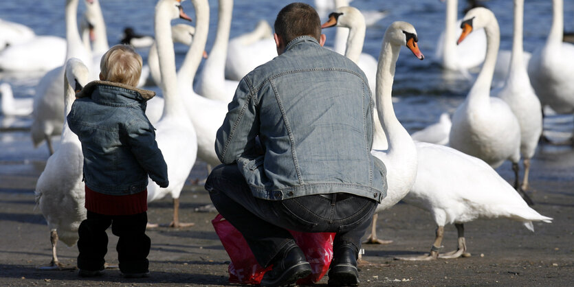 Ein kleines Kind und sein Vater gucken Schwäne an