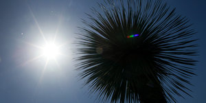 Palme, daneben die Sonne