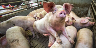 Einige Schweine in einem Stall